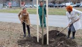 НА ЛИМАНУ ПОСАЂЕНО 28 КОПРИВИЋА: Акција озелењавања Новог Сада,  наредних пет година град добија 6.000 стабала