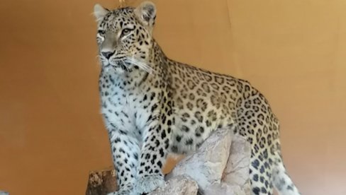 ЈАНГА НОВА СИМБИНА ЉУБАВ: На Палићу спасавају персијске леопарде од изумирања