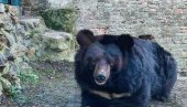 МЕДВЕД У БЕОГРАДУ СЕ НИЈЕ УПЛАШИО СВОЈЕ СЕНКЕ НА СРЕТЕЊЕ: Зна се шта то значи и кад нам стиже пролеће (ФОТО)