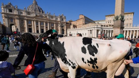 FARMERI POKLONILI PAPI KRAVU: Poljoprivrednici došli traktorima na trg Svetog Petra u Vatikanu