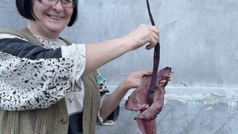 LEŠ CVETAO TREĆU GODINU ZAREDOM: Neobična tropska biljka sa Sumatre iznenadila vlasnicu iz Rakitova