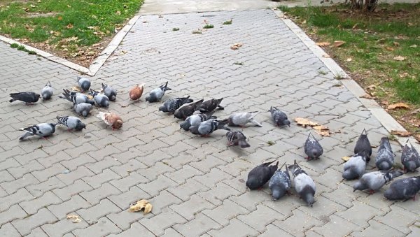 Траже се соколари за растеривање птица штеточина