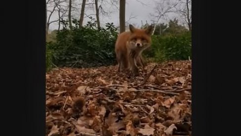 OVO MORATE VIDETI: Divlja zver ukrala telefon, pa se snimila kako beži (VIDEO)