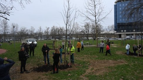 KUPILI I ZASADILI 22 MUKINJE: Zajednička akcija stanara bloka 19a  i  Opštine Novi  Beograd
