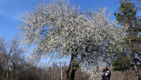 PROCVETAO BEHAR KAD MU VREME NIJE: U Smederevu migavac procvetao u februaru (FOTO)