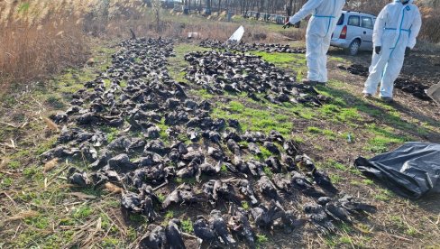 НАЈВЕЋИ ПОМОР ПТИЦА У ЕВРОПИ: Стравичне сцене код Кикинде, угинуло 800 јединки, половина заштићена врста (ФОТО)