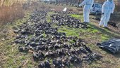 NAJVEĆI POMOR PTICA U EVROPI: Stravične scene kod Kikinde, uginulo 800 jedinki, polovina zaštićena vrsta (FOTO)