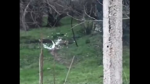 KAKO IZGLEDA KAD BUKVALNO LETI PERJE: Snimak okršaja kokoške i opasnog predatora zapalio mreže, a tek da vidite ko je bio jači (VIDEO)
