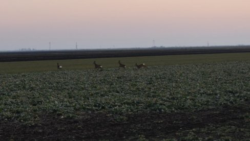 ШТА СЕ ОВО ДЕШАВА КОД КИКИНДЕ? После незапамћеног помора више од 800 птица, нађене мртве срне и срндаћи (ФОТО)