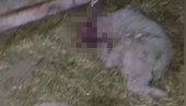 HOROR KOD VRŠCA: Dečak (13) sekirom poubijao 12 jaganjaca (VIDEO/FOTO)