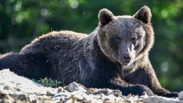 ОГРАДЕ ЗА НАЈУГРОЖЕНИЈА ДОМАЋИНСТВА: Покренут пројекат спречавања штете од мрких медведа