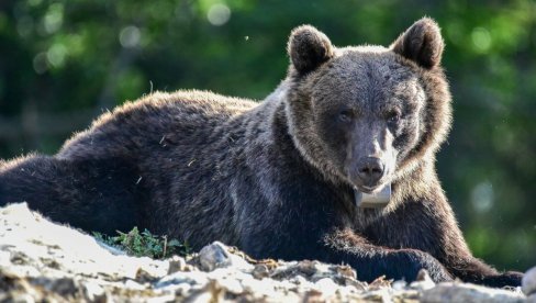 OGRADE ZA NAJUGROŽENIJA DOMAĆINSTVA: Pokrenut projekat sprečavanja štete od mrkih medveda