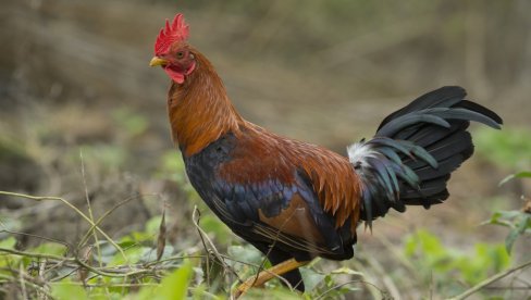 SRBIJA USVOJILA HITNE MERE PROTIV PTIČIJEG GRIPA: Piletina i borovnica mogu u Kinu