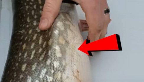 (VIDEO) Ulovili ribu, pa primetili da joj se nešto pomera u stomaku - kad su je rasporili usledilo IZNENAĐENJE