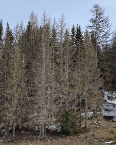 POTKORNJAK BRSTI JELE: Šume na severu Crne Gore nestaju pod najezdom štetočine