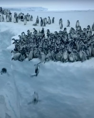 PRVI PUT ZABELEŽENO KAMEROM: Sedamsto mladunaca pingvina skakalo sa ledene litice (VIDEO)