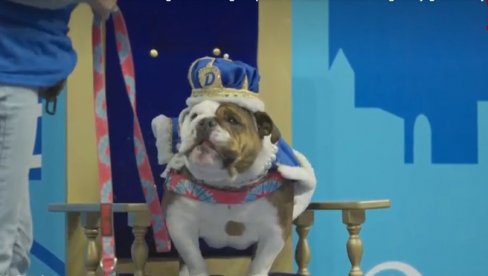 PSI I VLASNICI ČESTO IMAJU ISTA OBOLJENJA: Evo kako to možete sprečiti