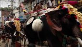 ФЕСТИВАЛ У ИНДИЈИ: Украшени слонови придружују се хиљадама Хиндуса (ВИДЕО)