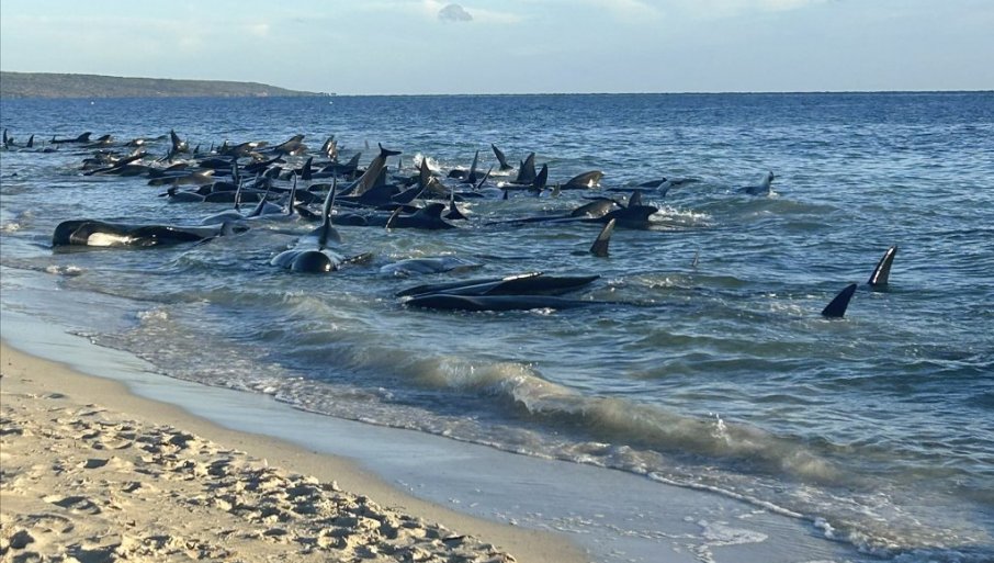 TUŽAN PRIZOR: Nasukalo se 160 kitova, u toku spasavanje, nekima nije bilo spasa (VIDEO)