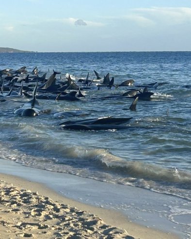 TUŽAN PRIZOR: Nasukalo se 160 kitova, u toku spasavanje, nekima nije bilo spasa (VIDEO)