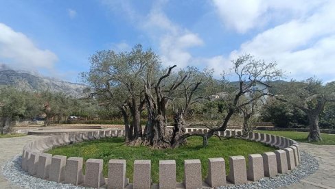 НА СТАРОЈ МАСЛИНИ МЛАДИ ИЗДАНЦИ: Двомиленијумско свето дрво из Мировице код Бара даје знаке опоравка