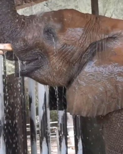SKIDANJE TEMPERATURE: Pogledajte kako rashlađuju slona u afričkom zoo vrtu (VIDEO)