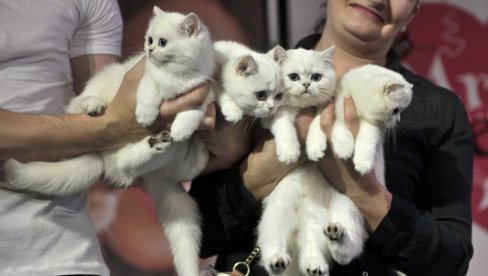 DA LI STE ZNALI: Bele mačke sa plavim očima su obično gluve