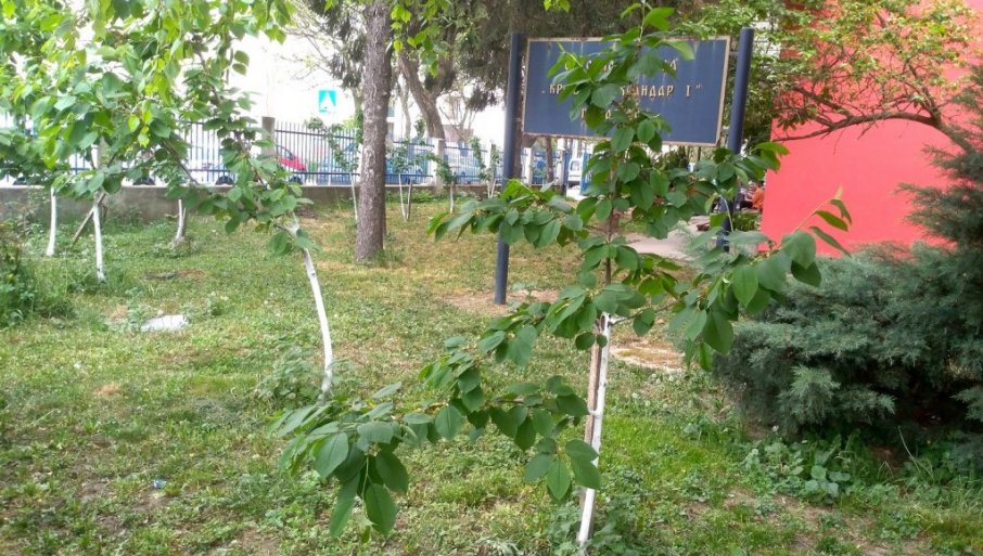 ĐACI KAO RATARI: Napreduje mini-voćnjak u školskom dvorištu