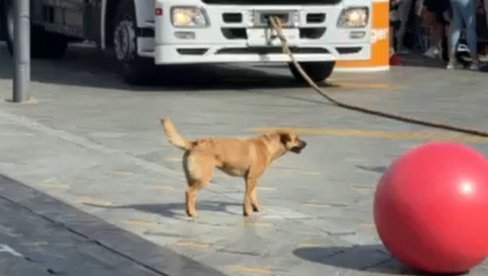 ŽUĆA ZA STRONGMENE NE MARI: Skupu najjačih ljudi na svetu u Zrenjaninu pridružio se i – ulični pas (VIDEO)