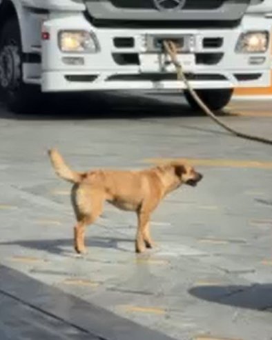 ŽUĆA ZA STRONGMENE NE MARI: Skupu najjačih ljudi na svetu u Zrenjaninu pridružio se i – ulični pas (VIDEO)
