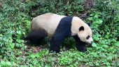 ЏИНОВСКЕ ПАНДЕ СЕ СПРЕМАЈУ ЗА ПУТ: Црно-бела дипломатија (ВИДЕО)