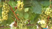 SRPSKI VINAR BIRA TAMJANIKU: U našoj državi pod vinovom lozom 20.000 hektara - Mogućnosti za zaradu velike, nema radne snage (FOTO)