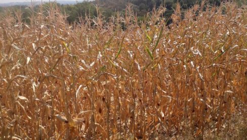 ОЧЕКУЈЕ СЕ МНОГО МАЊИ РОД: Тропске врућине нанеле велику штету кукурузу