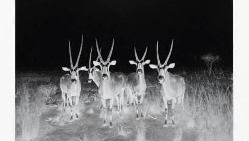 IZMIŠLJANJE PEJZAŽA, TRAVE, SNEGA...: Slike Jelene Bulajić u Salonu Muzeja savremene umetnosti