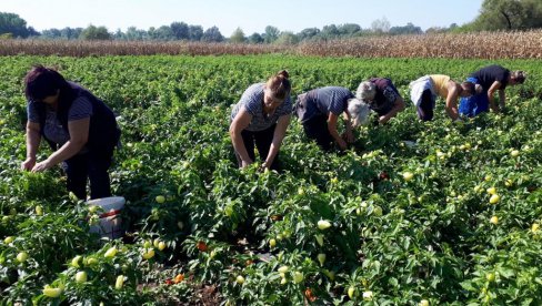 ZA PARAĆINSKE POLJOPRIVREDNIKE: U toku je konkurs za podsticaje za osiguranje