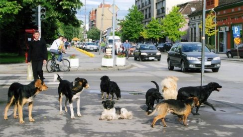 ĐACI TESLE BEZBEDNIJI: Ekipe Veterine započela hvatanje pasa koji nasrću na delu kod škole u Rakovici