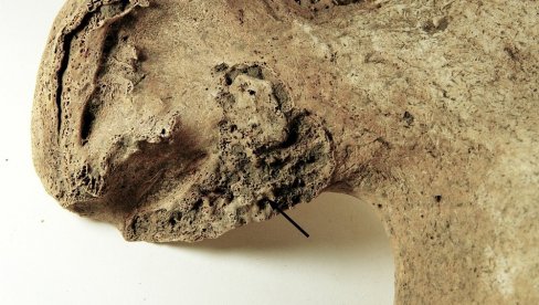 NAJRANIJI SRODNICI ČOVEKA HODALI USPRAVNO PRE SEDAM MILIONA GODINA: Nova analiza kostiju Sahelantropusa čadenzisa to pokazala