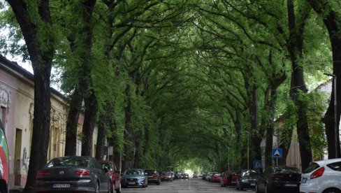 ЈЕДНА ЈЕ ОД НАЈЛЕПШИХ НА СВЕТУ, А НАЛАЗИ СЕ У СРБИЈИ: Ова улица дугачка је око два километра и титулу има захваљујући - дрвореду (ФОТО)