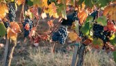 VINOGRADARI, OVO JE REŠENJE: Kako sprečiti sušenje vinove loze - pojavu eske?