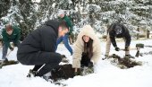 ZLATNI BOR SE VRATIO ZLATIBORU: Tim ljubitelja prirode počeo sađenje prvih 800 sadnica četinara po kome je naša poznata planina dobila ime