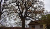 PONOSNO STOJI  DVA VEKA: Spomenik prirode, kapitalni hrast lužnjak, krasi područje kod Železničke stanice  u Kikindi (FOTO)