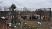 ДРЖАЛА 50 ПАСА У НЕХУМАНИМ УСЛОВИМА, НЕКИ И УГИНУЛИ: Кривична пријава власници (21) прихватилишта код Суботице