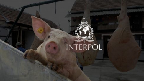 INTERPOL ZAHTEVA ZABRANU SVINJOKOLJA: Žrtve nisu svinje, prestati s korišćenjem tog termina