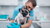 MRŠAVLJENJE KUĆNIH LJUBIMACA: Psi bi uskoro mogli da dobijaju injekcije koje će im pomoći da smršaju