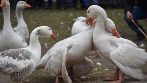 FINALE „GUSANIJADE“ U NEDELJU: Guščari u Mokrinu očekuju susret Tajsona i Kobre-Svemirca (FOTO)