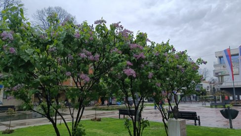 PROCVETAO NOLETOV JORGOVAN: Cvetni ukras pred zgradom Gradske uprave u centru Kraljeva