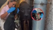 СТРАВИЧНО НАСИЉЕ НАД ПСОМ: Дављен жицом око врата и везаних ногу - Феникс тражи другу шансу