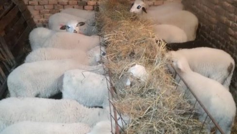 ЈАГЊИЋИ ДРЖЕ ЦЕНУ, ПРАСИЋИ ПОСКУПЕЛИ: Крај поста учинио своје - ово је ценовник на пијацама