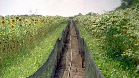 ЗА ДВА САТА СЛАВИЦА ЗАРАДИ И ДО 5.000 ДИНАРА: Овде нису потребна никаква улагања (ВИДЕО)