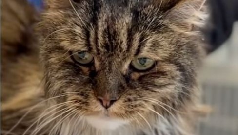 ПРОНАЂЕНА ПОРЕД ЛЕШЕВА: Мачка Мираж преживела пад од 115 метара који је убио двоје људи (ВИДЕО)